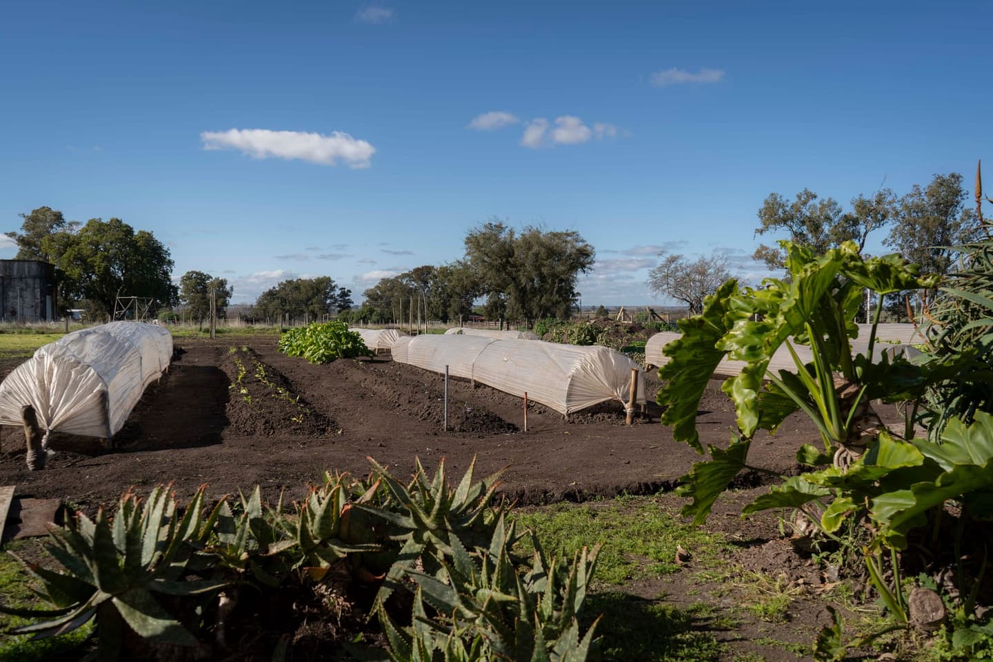 Huerta y trabajo comunitario en Renacer